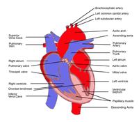 Cardiorespiratory System