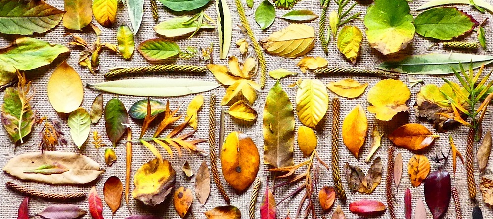 Spotlight on Botany | Extraordinary Plants You Can Grow at Home 