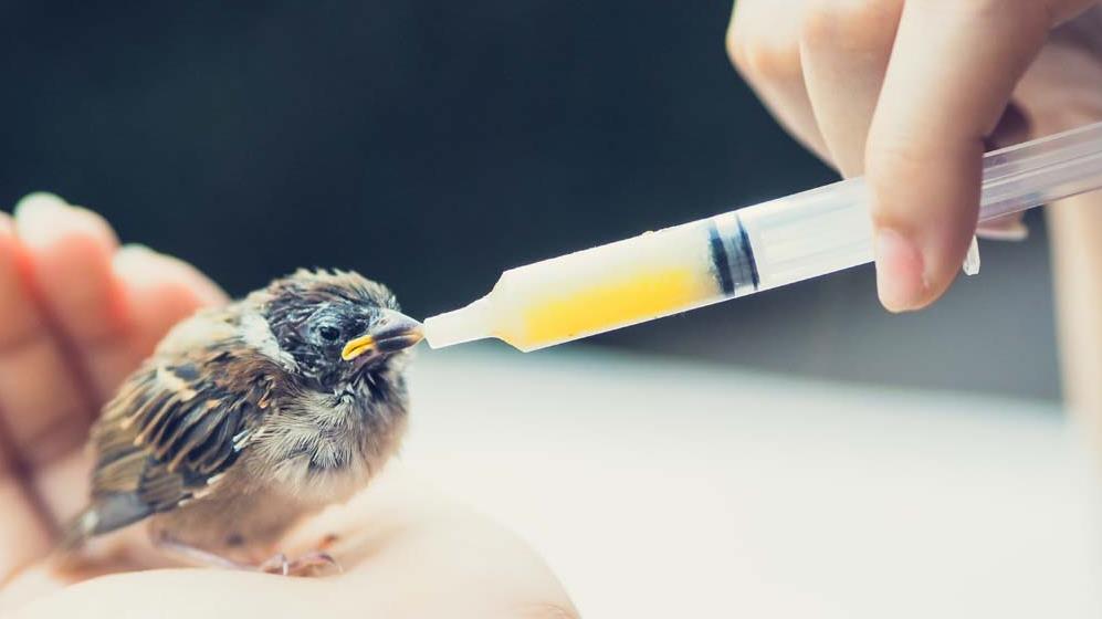 Job Shortages | Working with Animals