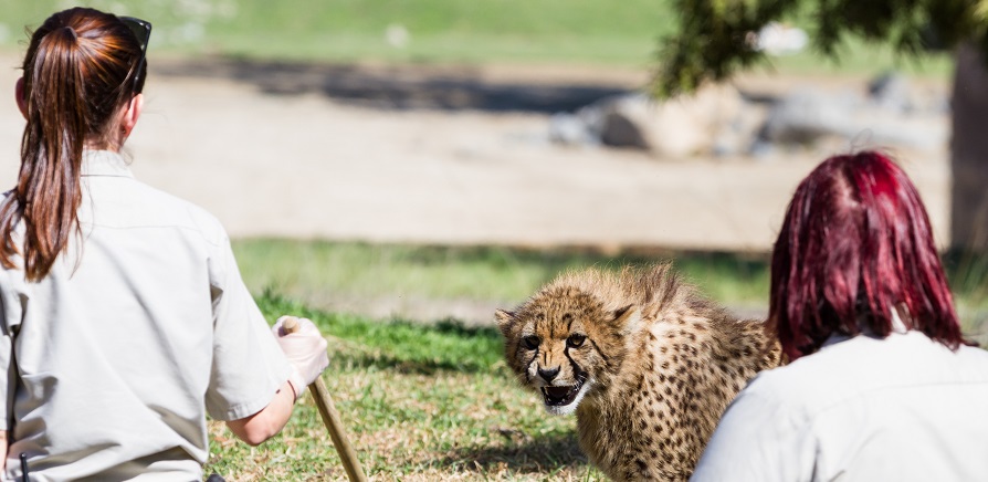 10 Exciting Wildlife Careers Without a Degree