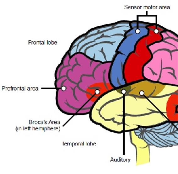 drugs-that-affect-the-autonomic-nervous-system