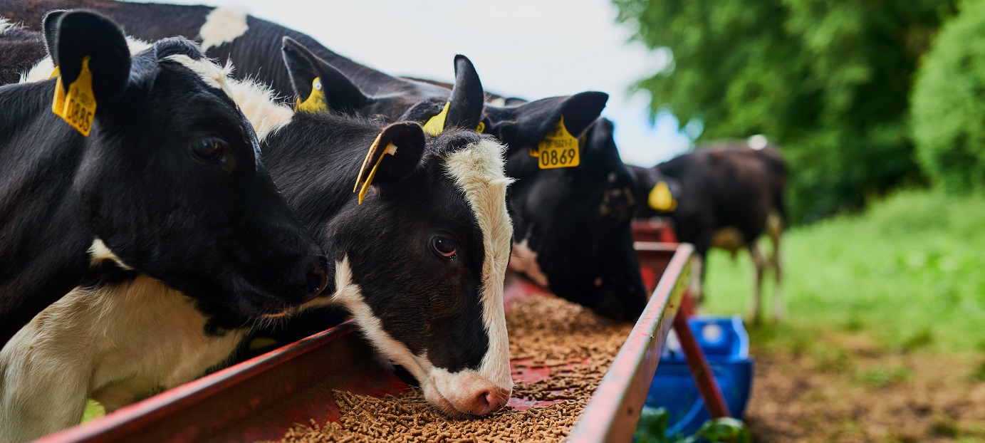 The Importance of Good Nutrition in Farm Animals