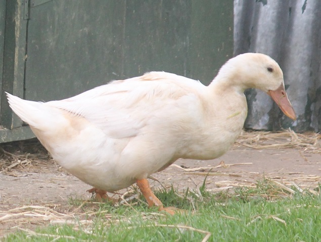 Raising Ducks